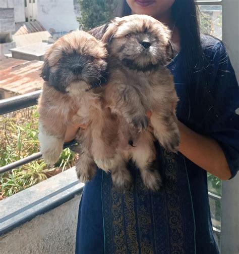 Lhasa Apso Price In Bangalore - Best For Pets