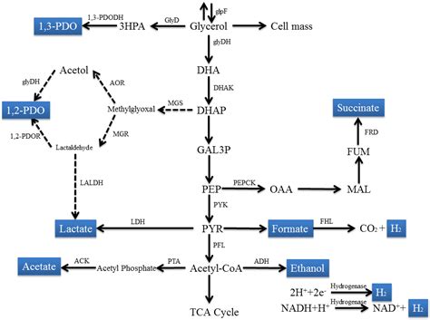 Microbial Conversion of Waste Glycerol from Biodiesel Production into ...