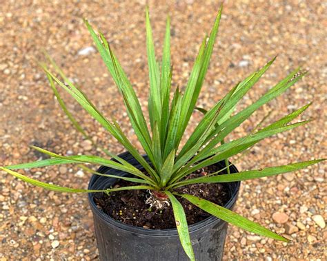 Soft Leaf Yucca