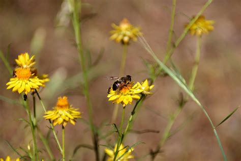 DAFF Sustainable Agriculture Facilitator (SAF) Conference 2024 ...