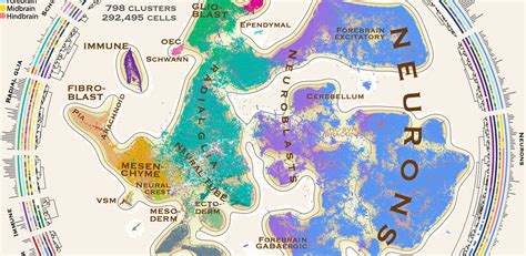 Spatial Transcriptome Mouse Brain Development 的图像结果