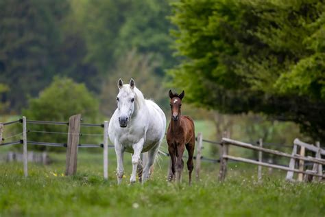 Pregnancy in Horses: Stages, Duration, and Challenges - ClipMyHorse.TV ...
