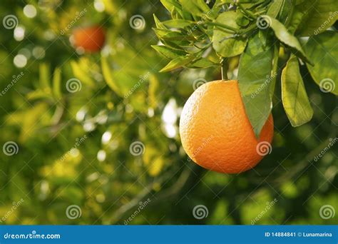 Orange Fruit Tree before Harvest Spain Stock Image - Image of exterior ...