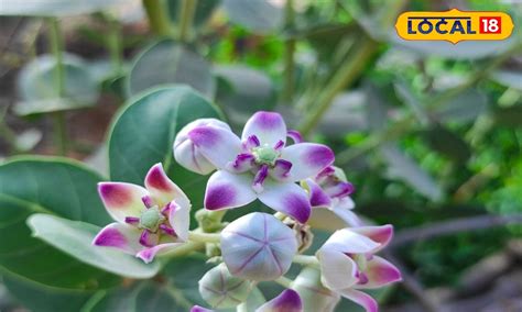 ఈ పువ్వుల్లో ఉండే ఔషధ గుణాలు తెలిస్తే షాక్ అవుతారు.. పైల్స్ రోగులకు వరం ...