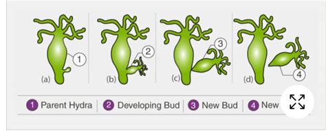 Draw a labelled diagram in proper sequence to show budding in Hydra ...