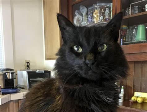 Black Cat Adoption Special - Black Cat Adoption Special