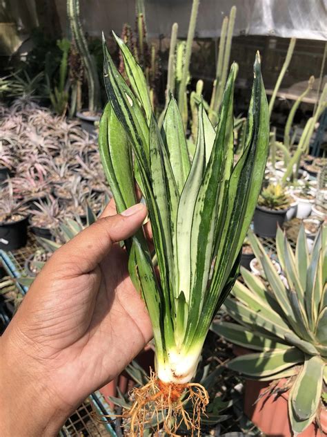 Sansevieria BRAZILLIAN MOONSHINE – Fermosa plants