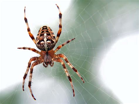 When is spider season? - Primrose Garden Club | Expert Tips, Advice & Inspiration