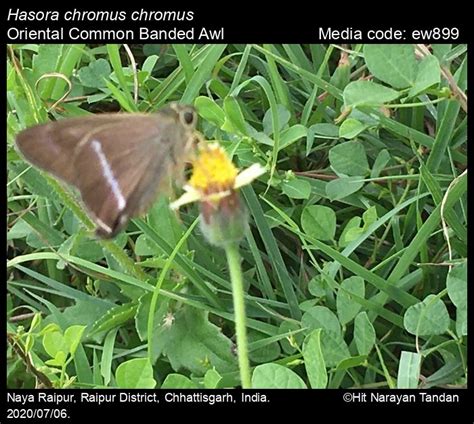 Hasora chromus | Butterfly