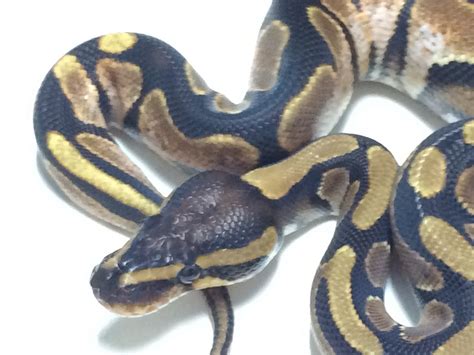 Image result for Calico Ball Python