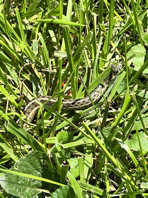 Red-spotted garter snake, Portland area, OR : r/herpetology