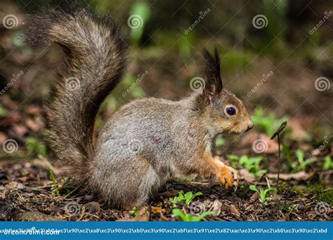 Squirrel stock photo. Image of integrates, cute, rodent - 72736500