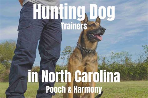 Hunting Dog Trainers in North Carolina - Pooch & Harmony