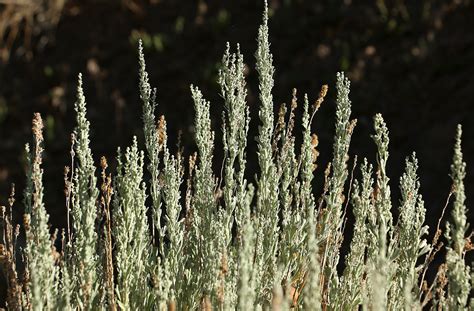 Nevada State Flower Sagebrush Describe