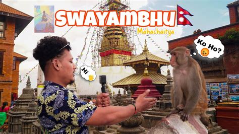 Image result for Monkey Blog