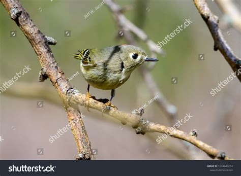 Rubycrowned Kinglet Regulus Calendula Profile Closeup Stock Photo 1574649214 | Shutterstock
