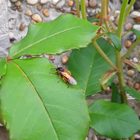Bugs Eating Rose Leaves? [Best Treatment & Prevent Measures]