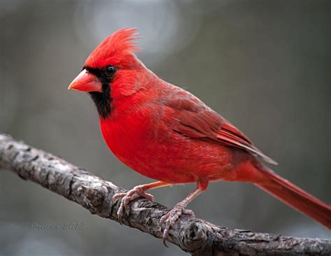 Winter Cardinal Wallpapers - Top Free Winter Cardinal Backgrounds ...
