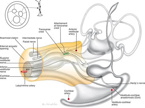Internal Acoustic Meatus Temporal Bone