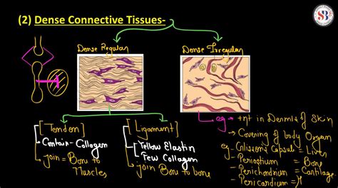 Connective Tissue Function 的图像结果