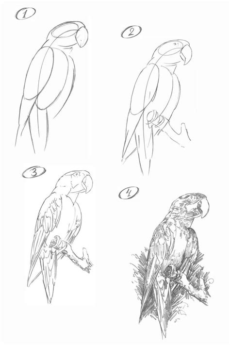 Image result for How Do You Draw a Parrot