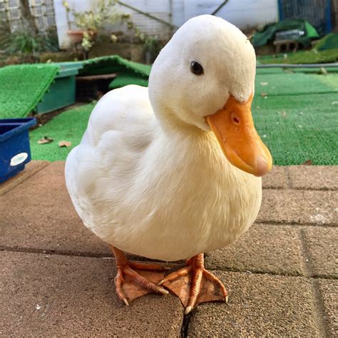 Why do I think this duck is so cute? Pet Ducks, Baby Ducks, Beautiful ...