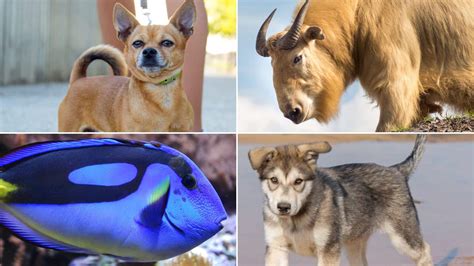 50 Animals Beginning with T - Meredith Plays