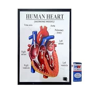 Buy E IDEA Robotics Human Heart Working Model Educational Science ...