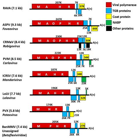 A Virus in American Blackcurrant (Ribes americanum) with Distinct ...