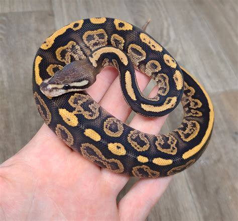 Black Pastel Fire Yellow Belly Ball Python by Good Guy Reptile Family ...