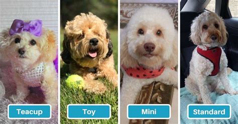 Image result for Cockapoo Full Size