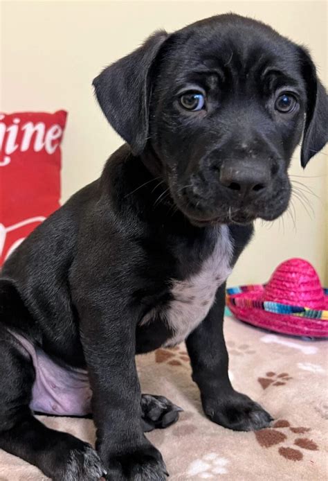 Boxer and Lab Mix 的图像结果