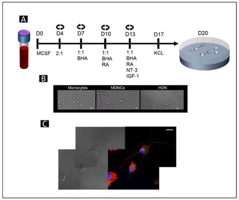Optimization of Neurite Tracing and Further Characterization of Human ...
