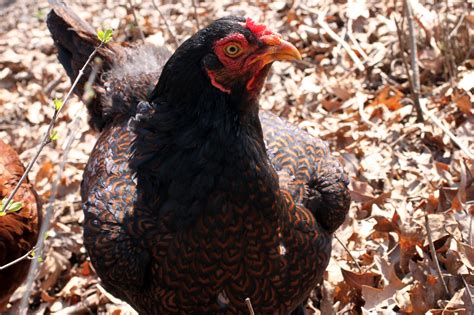 The Cornish Chicken: Breed Profile and Care Guide (2024)