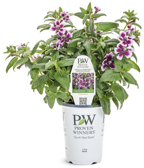 Ultimate Zone 9a Planting Schedule 2025: What to Plant and When!