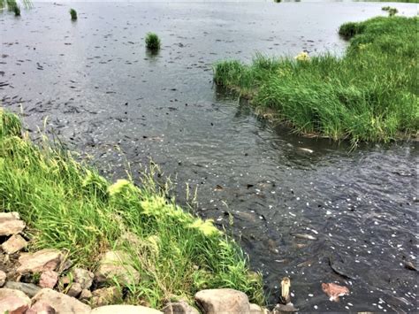 Fishing at Madison Wetland Management District | FWS.gov