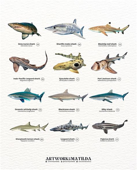 5 Smallest Shark Species