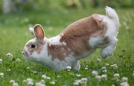 Image result for Bunnies Laying Down