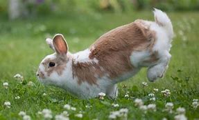 Image result for Easter Bunny Jumping