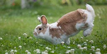 Image result for Jumping Bunny Drawing
