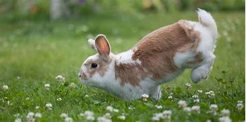 Image result for Bunny Jumping Left