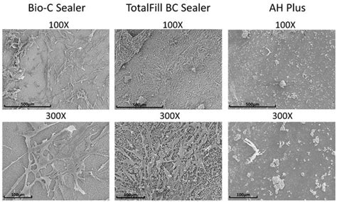 Comparative Cytocompatibility and Mineralization Potential of Bio-C ...