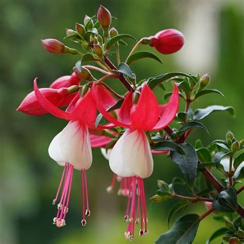Buy fuchsia Snowcap Fuchsia 'Snowcap': Delivery by Waitrose Garden