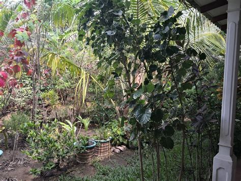 SIGIRIYA VILLAGE HOME STAY - Inn Reviews, Photos, Rate Comparison ...