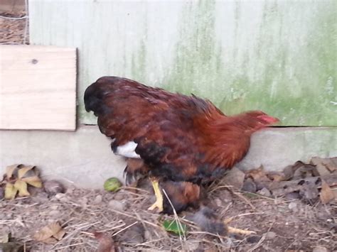 Partridge Cochin about 6 months old | BackYard Chickens - Learn How to ...