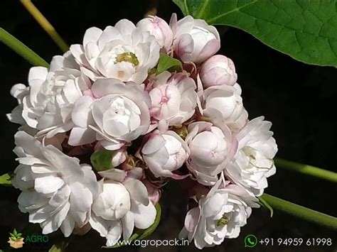 Chendu Malli Plant For Sale In India | Online plant nursery