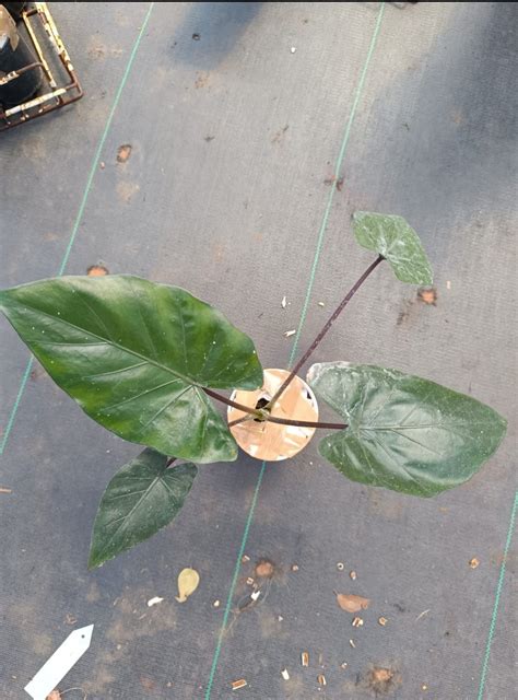 Alocasia Metal Face Plant – ASHIYANA STORE