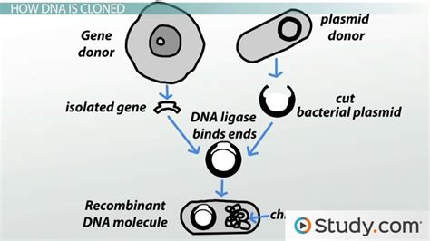 DNA Cloning Process 的图像结果