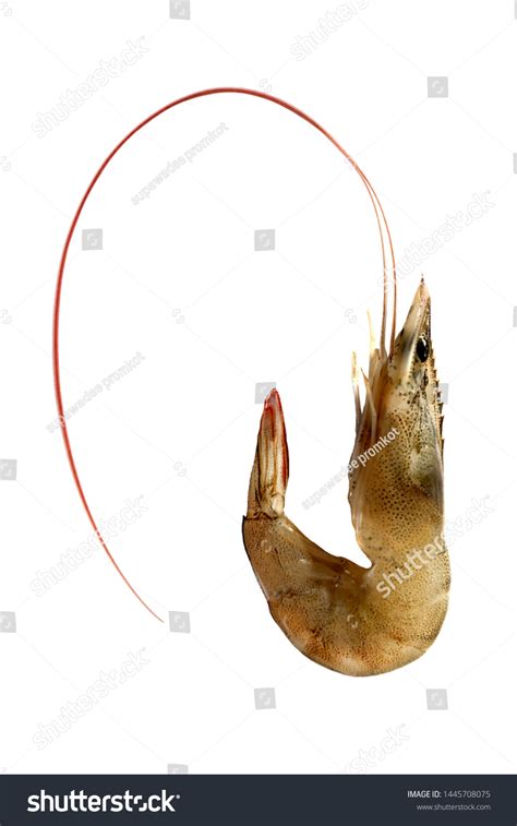 Image result for Class Crustacea