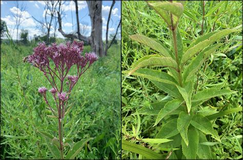 Drive-by botany: Joe Pye weed and ironweed - Gardening in Michigan